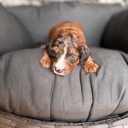 Steel unfurnished - Sable male Bernedoodle puppy in Ocala, Florida from Bernedoodles of Florida