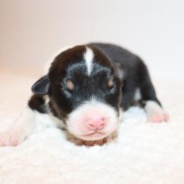 Nox - Black tri-color male Australian Shepherd puppy in Colorado from Firestone Australian Shepherds