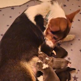 Clementine - Pembroke Welsh Corgi