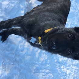 German Shepherd Puppies from Dream Works German Shepherds