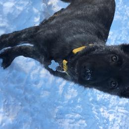 German Shepherd Puppies from Dream Works German Shepherds