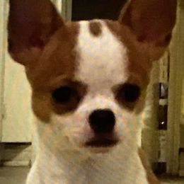 Punkin - Chihuahua