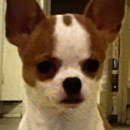 Punkin - Chihuahua