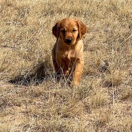 Jasmine - Golden female Golden Retriever puppy in Wellington, Colorado from High Country Golden Retrievers