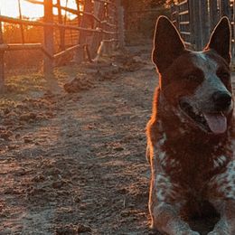 Australian Cattle Dogs from Hangin R Kennels