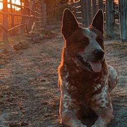 Australian Cattle Dogs from Hangin R Kennels