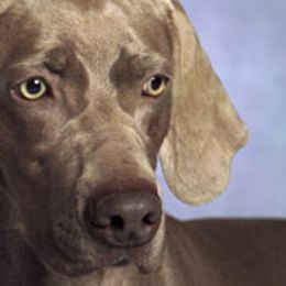 Doberman Pinschers and Weimaraners from Megan Dollinger