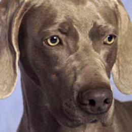 Doberman Pinschers and Weimaraners from Megan Dollinger