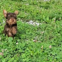 Yorkshire Terrier Puppies from Willow's Standards