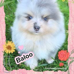Baloo - AKC - Blue merle male Pomeranian puppy in Eatonville, Washington from Foxy Forest Poms