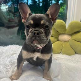 Barbie - Tricolors female French Bulldog puppy in Salisbury, Maryland from 77 Frenchies Maryland
