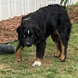Betty - Australian Shepherd