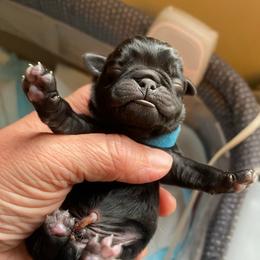 Blue boy 1 - Black male Pug puppy in Onalaska, Washington from Cupid’s Pugs