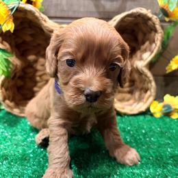 Hamm (purple collar) - Red male Cockapoo puppy in Atco, New Jersey from Flannery’s lucky puppies 🍀