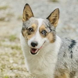 American Corgis, Pembroke Welsh Corgis, and Yorkshire Terriers from Ingram's Corgis & Yorkies