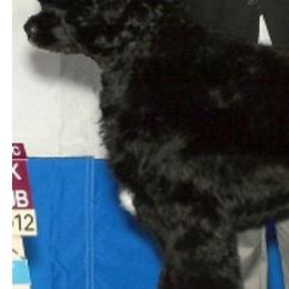 Portuguese Water Dogs from Zohar Portuguese Water Dogs
