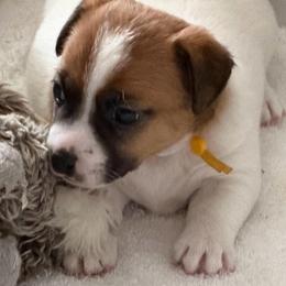 Star - Tri-color female Jack Russell Terrier puppy in Berthoud, Colorado from Shelby Burleson's Golden Retrievers and Jack Russell Terriers