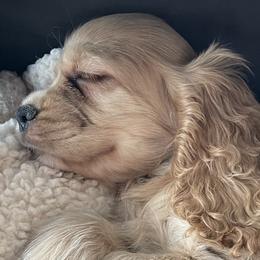 Cocker Spaniel puppies from Blackberry Farm Cockers