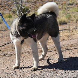 Zuki - Akita