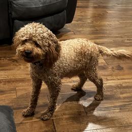 Mags - Goldendoodle