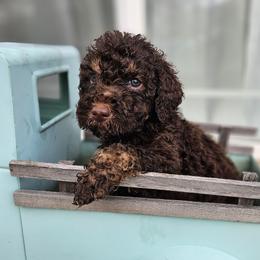 Blue Collar Male - Parti male Poodle puppy in Tehama County, California from Hals Pals K9s