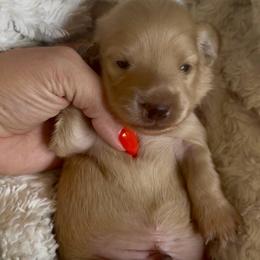 Boy 1 - Cream male Dachshund puppy in Wisconsin from Sabe and Shabe’s Doxies