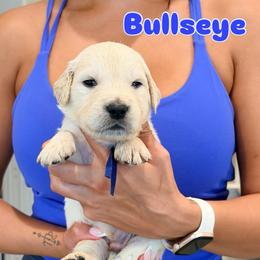Bullseye - Light golden male Golden Retriever puppy in Las Vegas, Nevada from Robinson Retrievers
