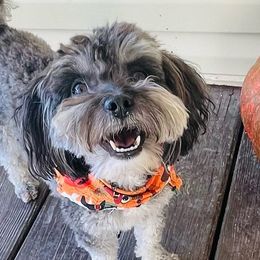 Goldendoodles, Maltese, Maltipoos, and Morkies from Angie's Puppies