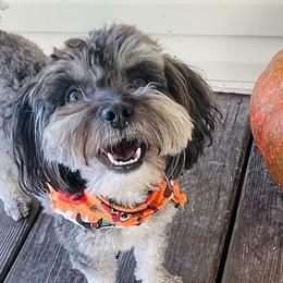 Goldendoodles, Maltese, Maltipoos, and Morkies from Angie's Puppies
