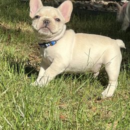 French Bulldog Puppies from Harp Lux Frenchies