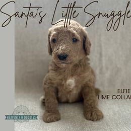 Elfie - Apricot male Goldendoodle puppy in Inez, Texas from Heavenly H Doodles