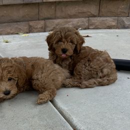 Goldendoodle Puppies from Miss Cindy’s Doodles