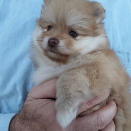 Buttercup (AKC) - Orange female Pomeranian puppy in Farmington Hills, Michigan from Jaime's Pomeranians