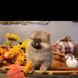 Pomeranian Puppies from Picky Chic Pomeranians