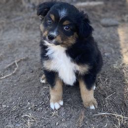 Girl 4 - Miniature Australian Shepherd puppy in Paris, Texas from Kuttin’ Up Mini Aussies