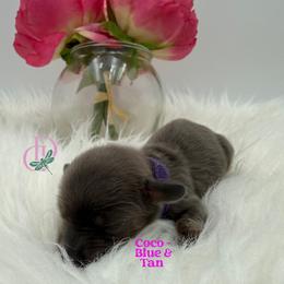Coco - Blue and tan female Dachshund puppy in Waseca, Minnesota from Dragonfly Doxies