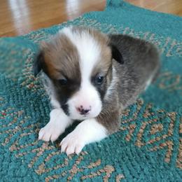 Sven - Red and white male American Corgi puppy in Plattsmouth, Nebraska from Moonlit Ranch