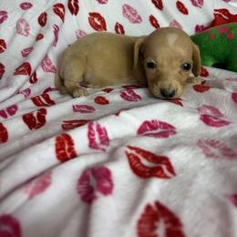 Monty - Cream male Dachshund puppy in Lake City, Florida from My Ditzy Doxies of Florida