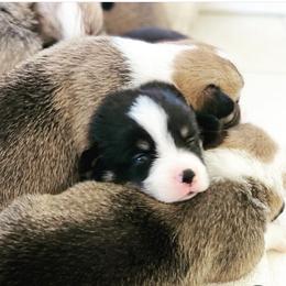 Pembroke Welsh Corgi Puppies from Corgis Hawaii Pleasantstone Aloha Corgis