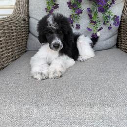 Green girl - Parti female Poodle puppy in Travelers Rest, South Carolina from Hampshire Hill’s Standard Poodles
