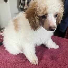 Poodle Puppies from Eagleridge Mini Poodles