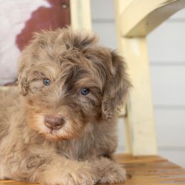 Chocolate Merle - Merle male Bernedoodle puppy in Youngstown, Florida from Wonderland’s Boujie Kennels