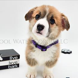Glitter - Red female Pembroke Welsh Corgi puppy in Kiowa, Colorado from Cool Water Corgis LLC