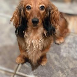 Freya - Dachshund