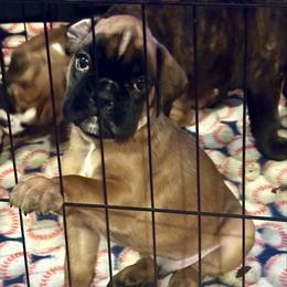 Winston - Fawn male Boxer puppy in Sultan, Kansas from Aphrodite Boxers Von Kesler Haus