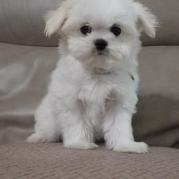 Sweet little girl. - White female Maltese puppy in Palatka, Florida from Boshi Maltese