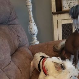 Chinese Cresteds from Andrews Chinese Crested