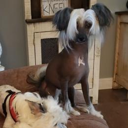 Chinese Cresteds from Andrews Chinese Crested