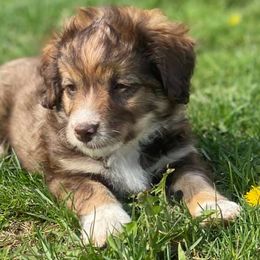 Bernedoodle and Goldendoodle Puppies from TurkeyCreek Doodles