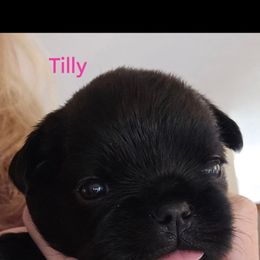 Tilly  ( teal collar) - Black female Brussels Griffon puppy in Welch, Minnesota from Baringer Brussels